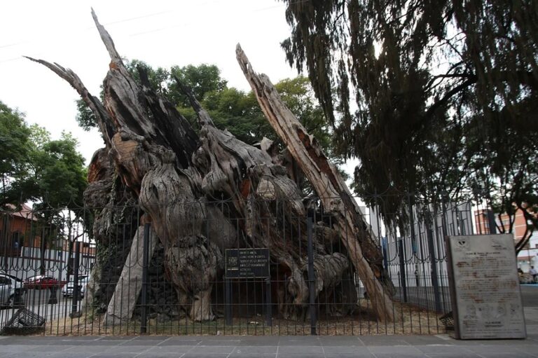 arbol_noche_triste_principal