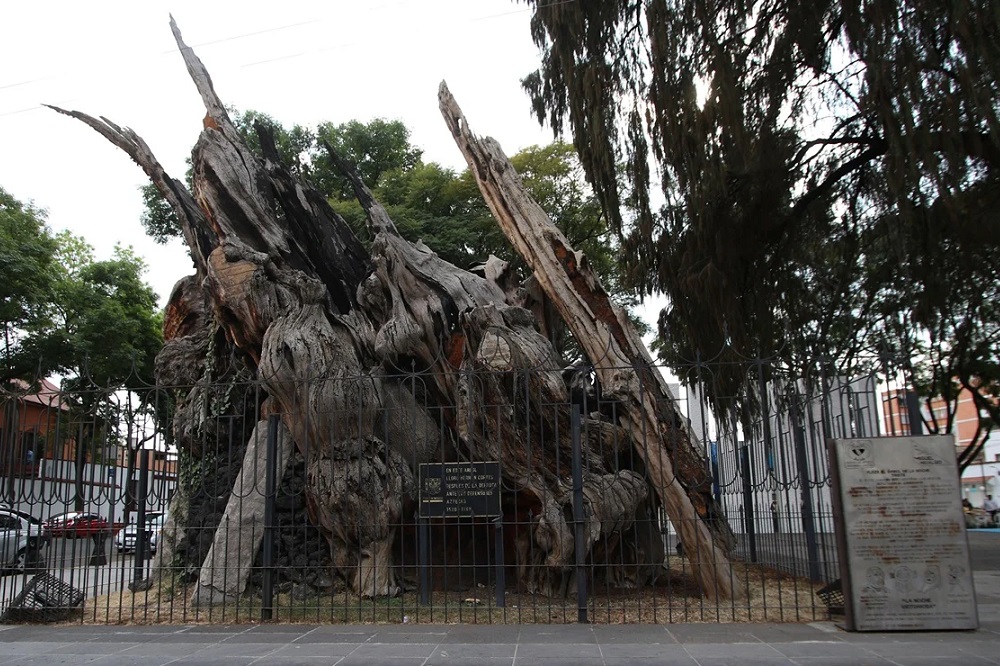 arbol_noche_triste_principal