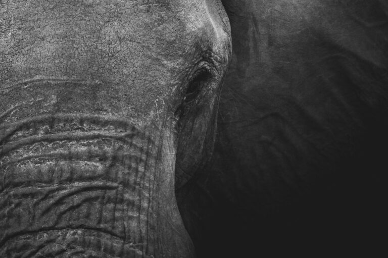 elefante-reumatico